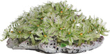 نسخة طبق الأصل من المرجان من Nature's Image، بوليب القرنفل - أخضر صخري كبير - Clavularia 7x6.5x3 NI-121A