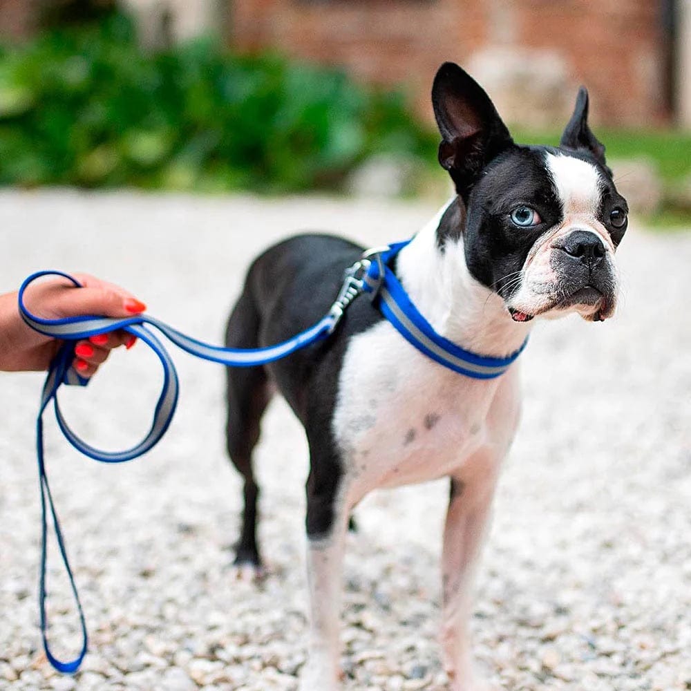 Ferplast Pet Supplies Ferplast Club Reflex C20/56 - Blue