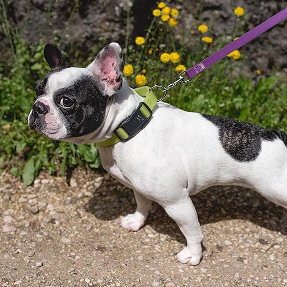 Ferplast Pet Supplies Ferplast Club Reflex C25/70 - Black