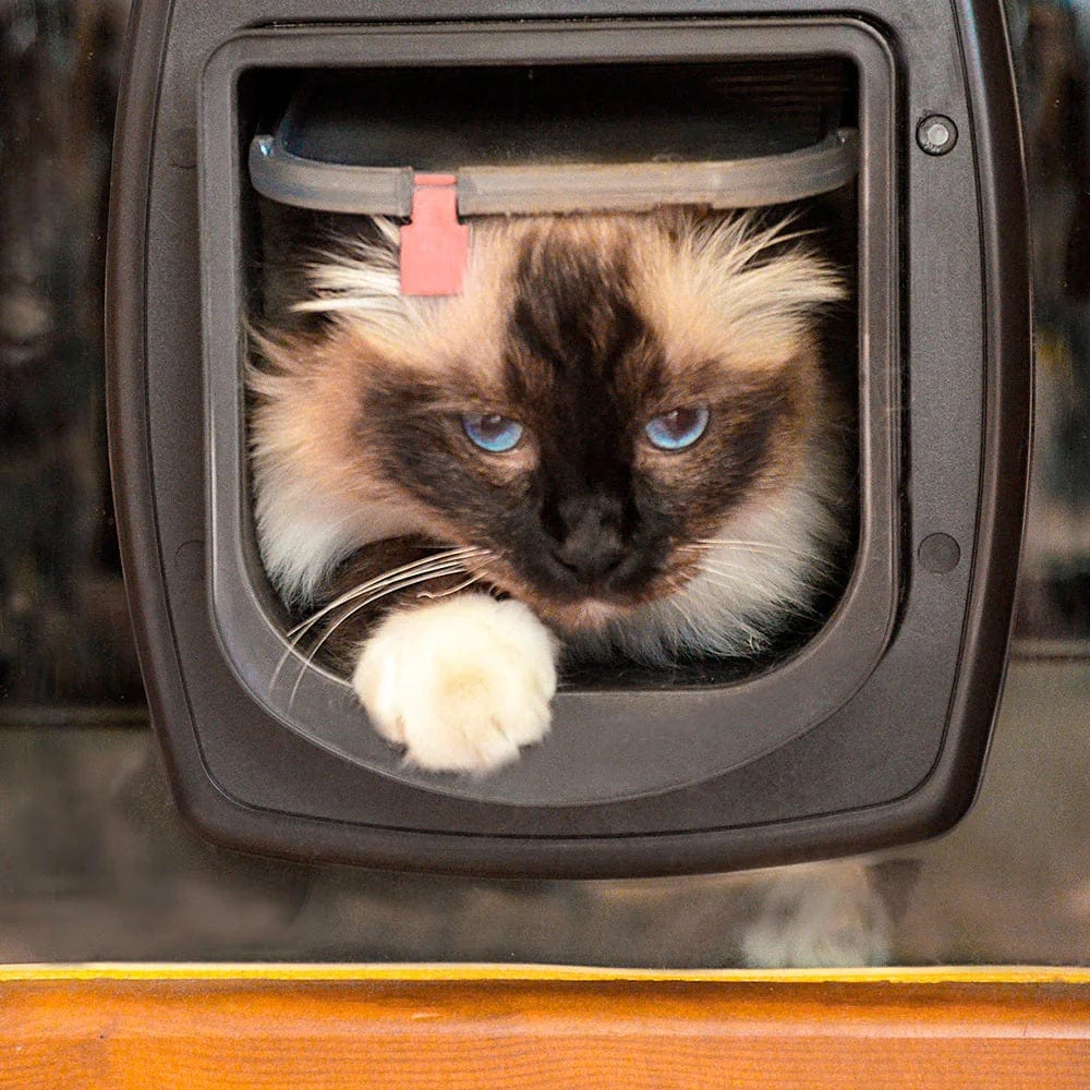 Ferplast Pet Supplies Ferplast Swing Microchip - White