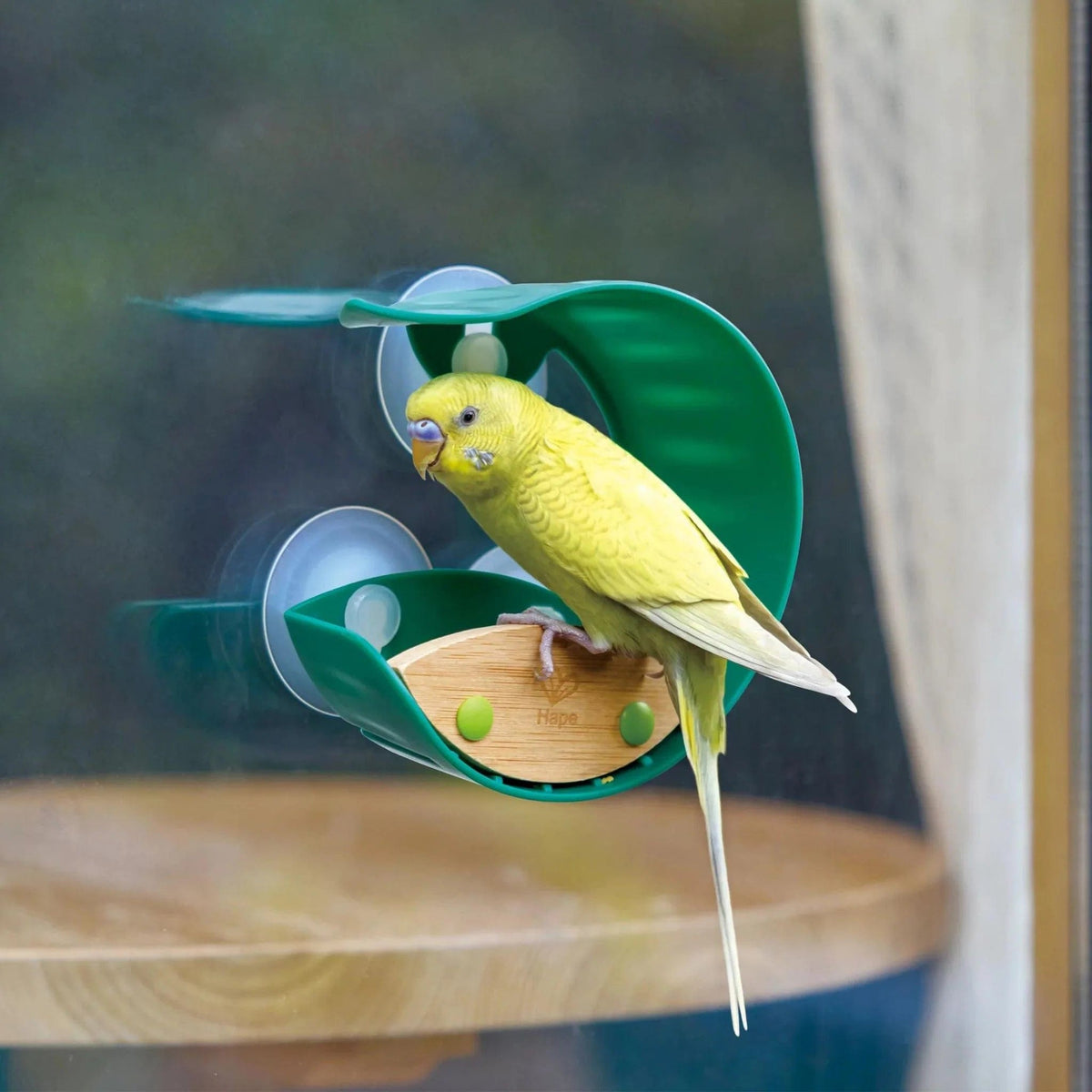 Window Bird Feeder