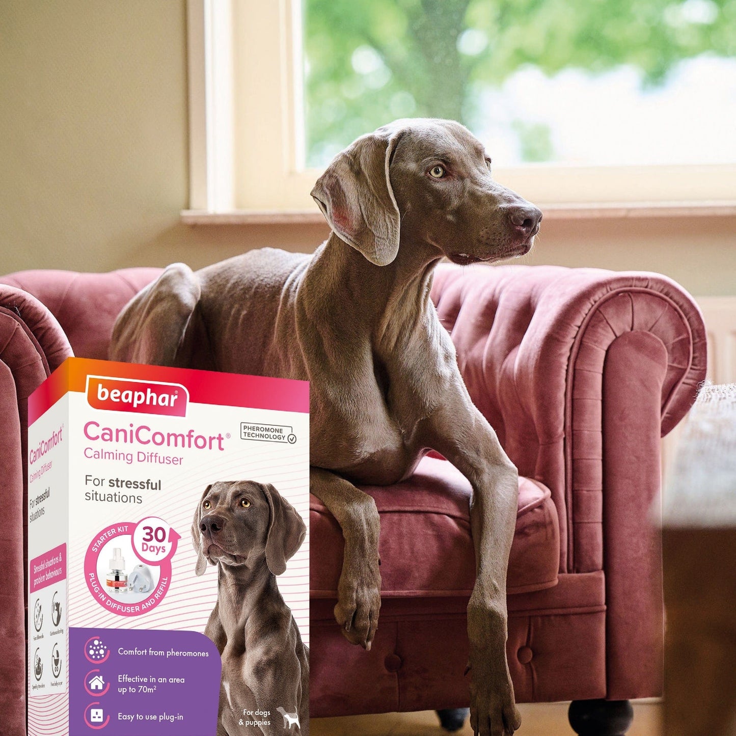 Beaphar Pet Supplies Beaphar CaniComfort Starter 48 ml