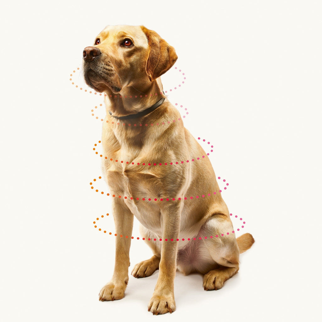 Beaphar Pet Supplies Beaphar Canishield Flea & Tick Collar (Deltamethrin) - Small & Medium Dogs