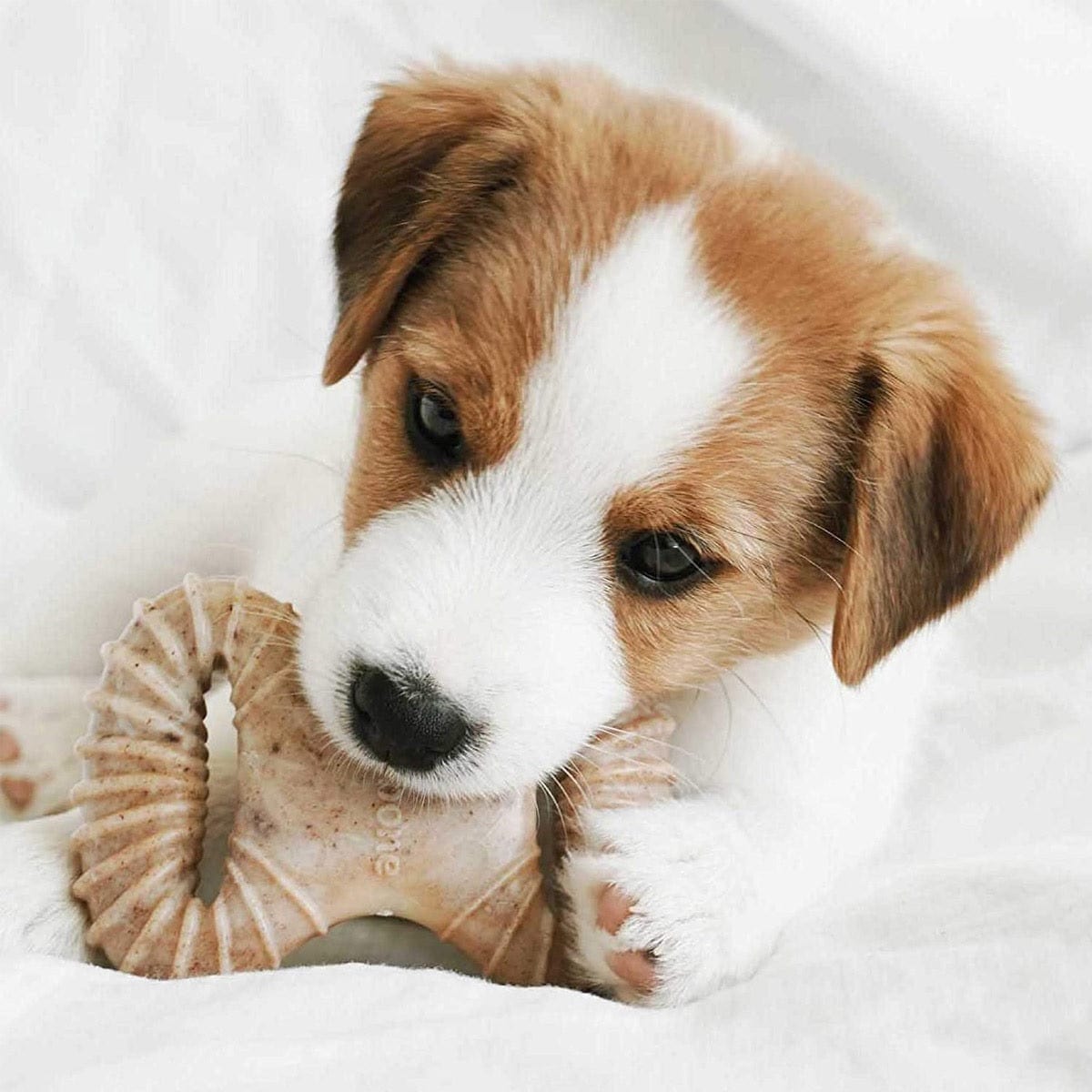 Benebone Pet Supplies Benebone Puppy 2-Pack Dental Chew/Wishbone Bacon - Tiny