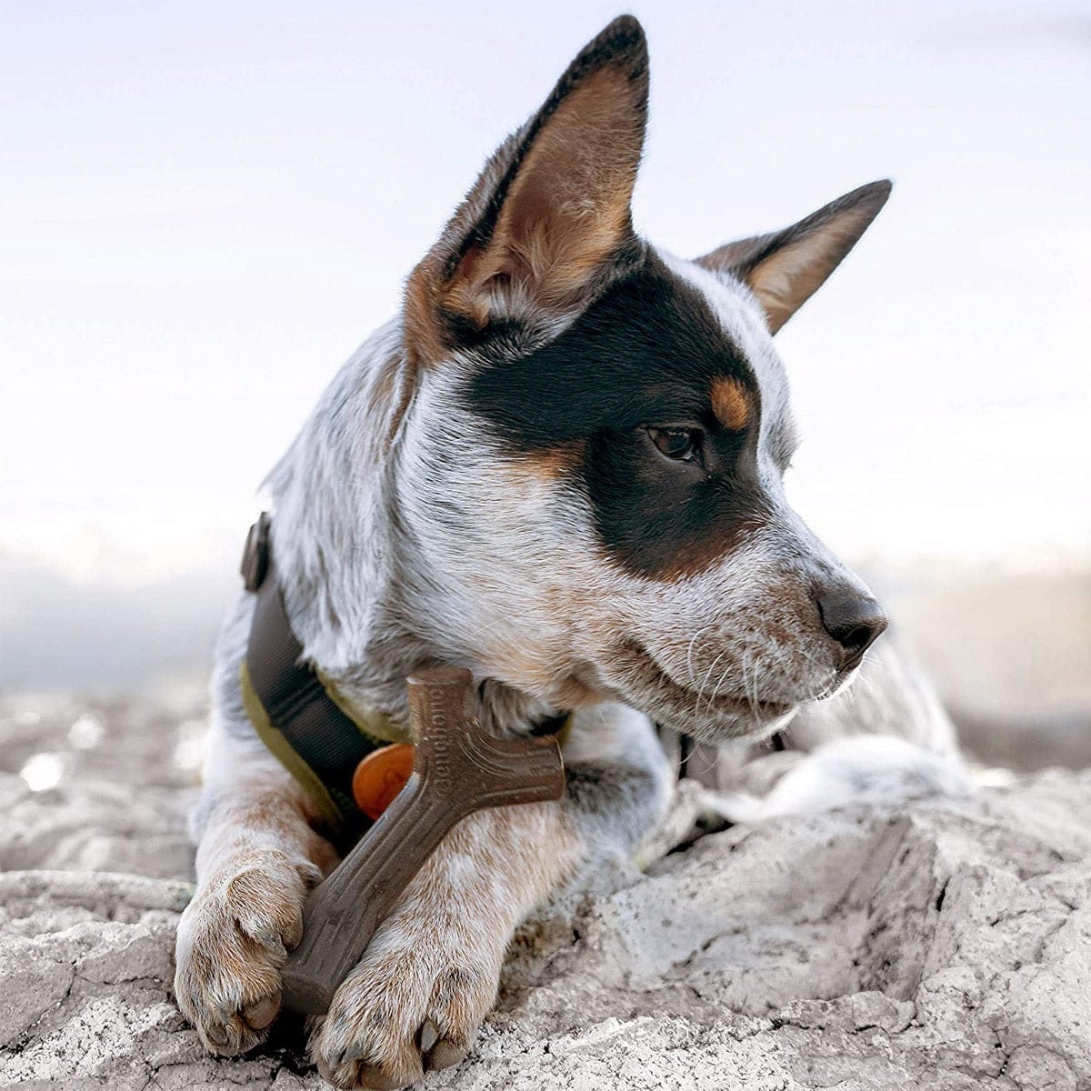 Benebone Pet Supplies Benebone Puppy Maplestick - Small