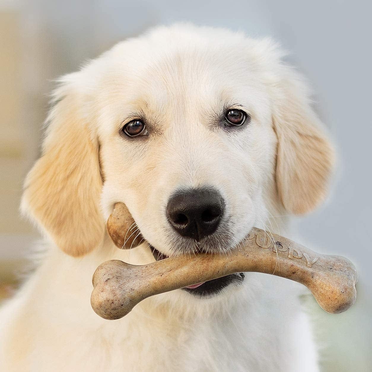 Benebone Pet Supplies Benebone Puppy Wishbone Bacon - Medium