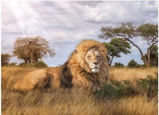 Clementoni Toys Clementoni - adult puzzle the king of forest '' lione '' 1000pcs