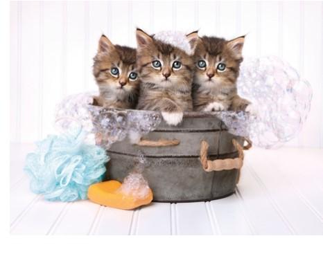 Clementoni Toys Clementoni - adult puzzle the kittens and soap 500pcs