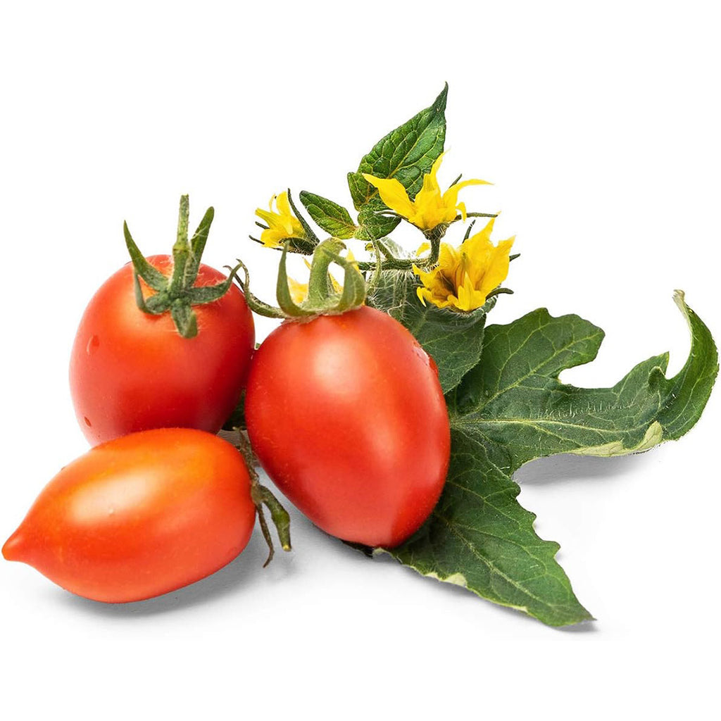 Veritable Lingot Red mini Tomato