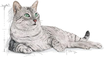 Royal Canin FHN Feline Health Nutrition Indoor Appetite Control Cat Food 2kg