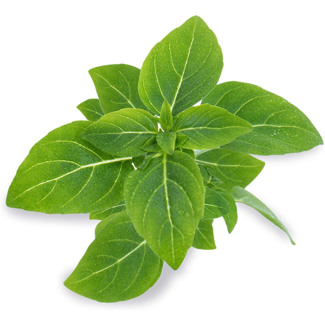 Veritable Lingot Sweet Basil - Organic