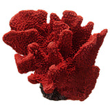 صورة الطبيعة Ni-08R Pocillopora Eydouxi Red 8x6.5x5.5 بوصة. نسخة المرجان