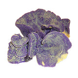 Nature's Image Ni-56A Pachyseris Speciosa Violet 10x9x5 Inch. Rugosa Replica Coral