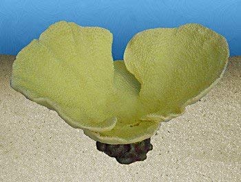 Nature's Image Turbinaria Bowl Replica Coral Yellow 17.5x13x12"