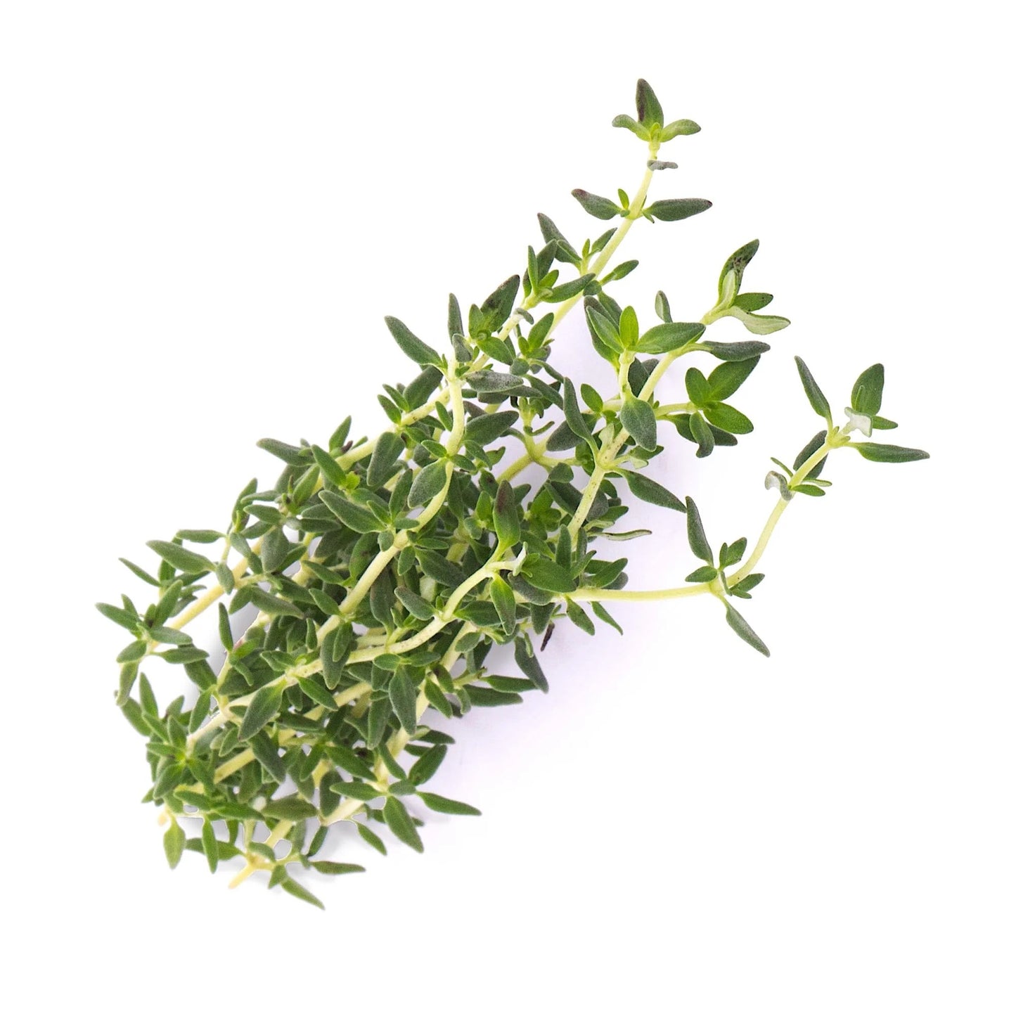 Veritable Lingot Thyme - Organic