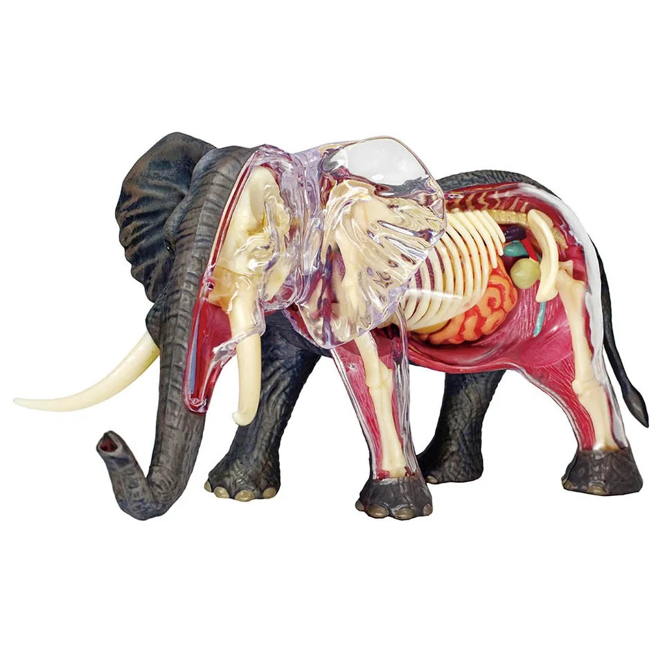 Chapmei 4D Elephant Anatomy