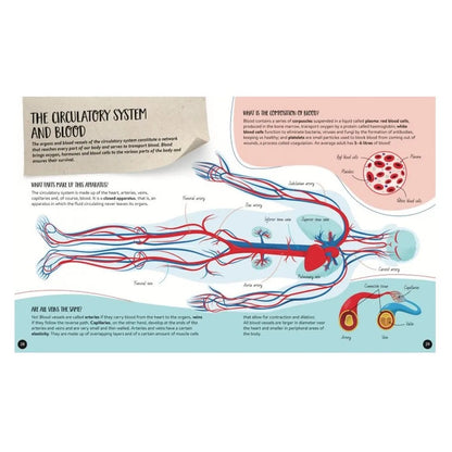 Sassi - What, How, Why The Human Body