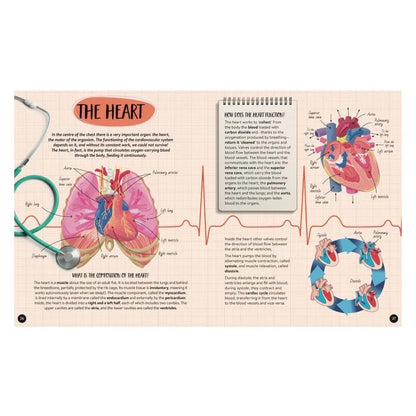 Sassi - What, How, Why The Human Body