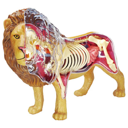 Chapmei 4D Lion Anatomy