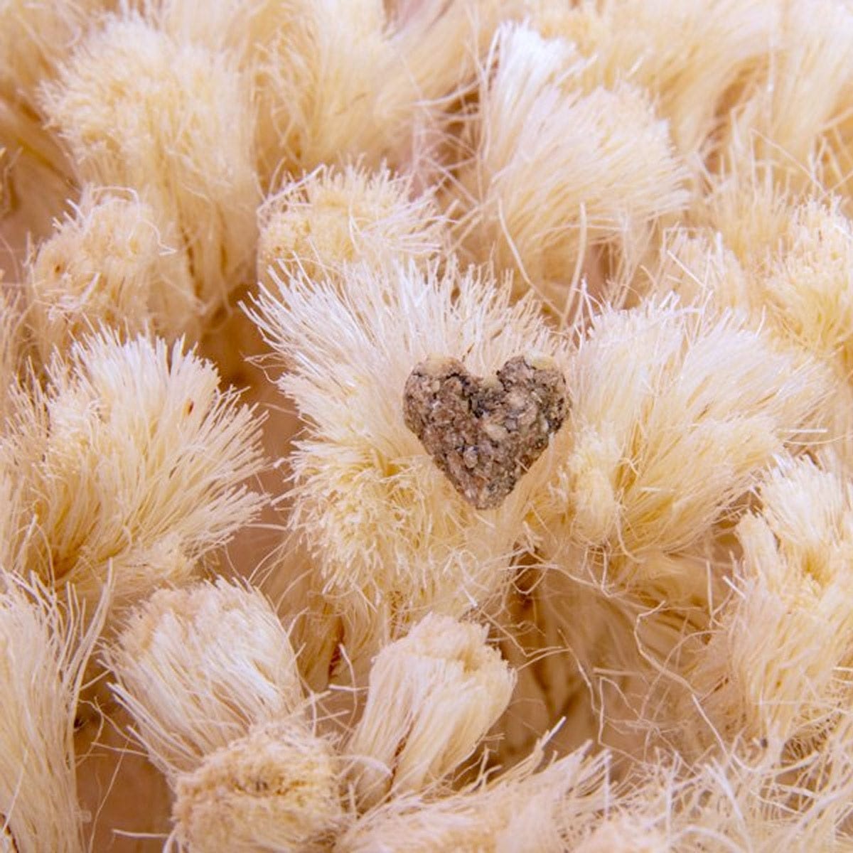 Bunny Nature Pet Supplies Bunny Nature Snuffleboard