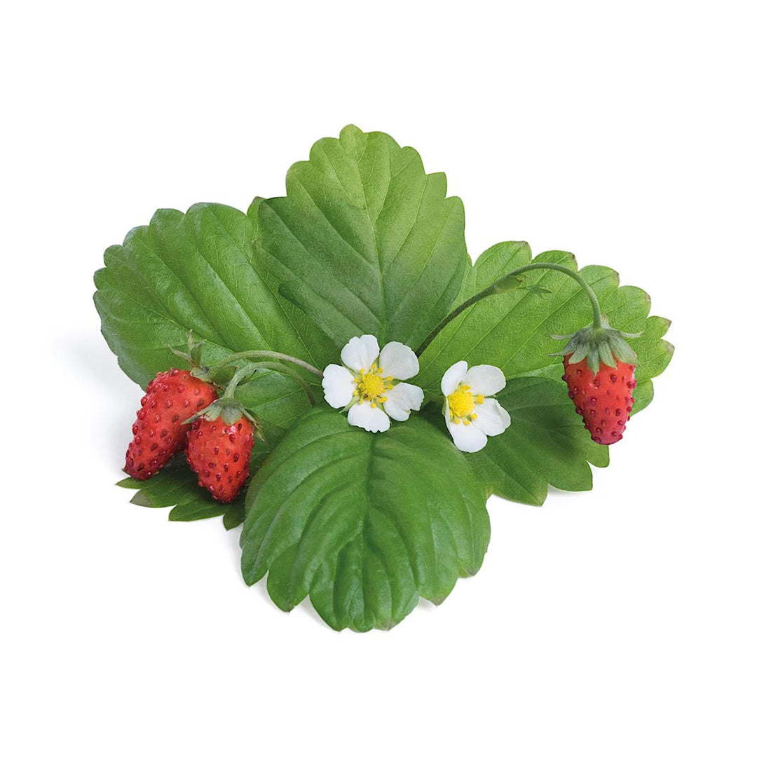 Veritable Lingot Wild Red Strawberry