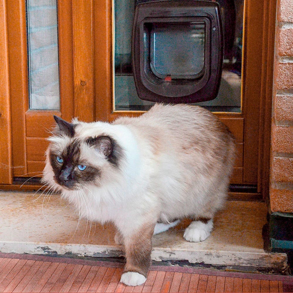 Ferplast Pet Supplies Ferplast Swing Microchip - White