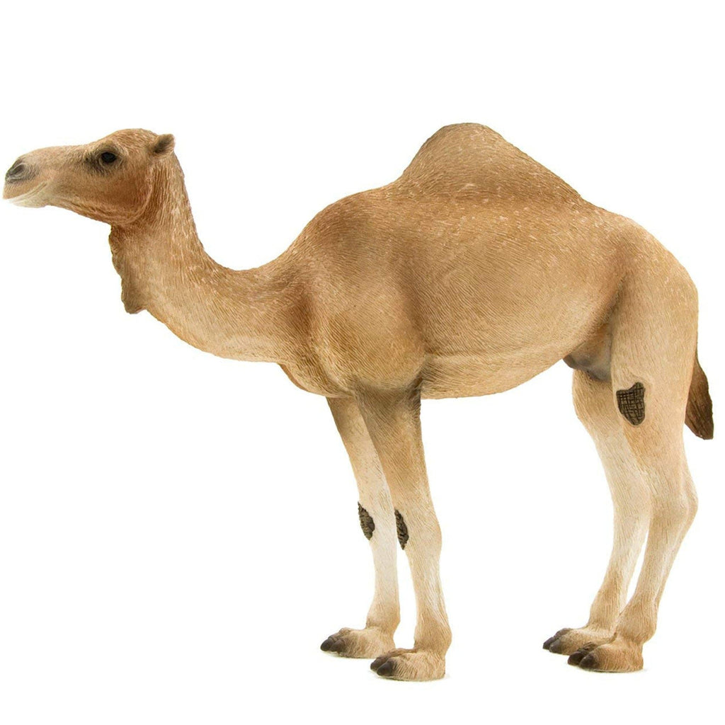 Mojo Toys Mojo Arabian Camel - XL