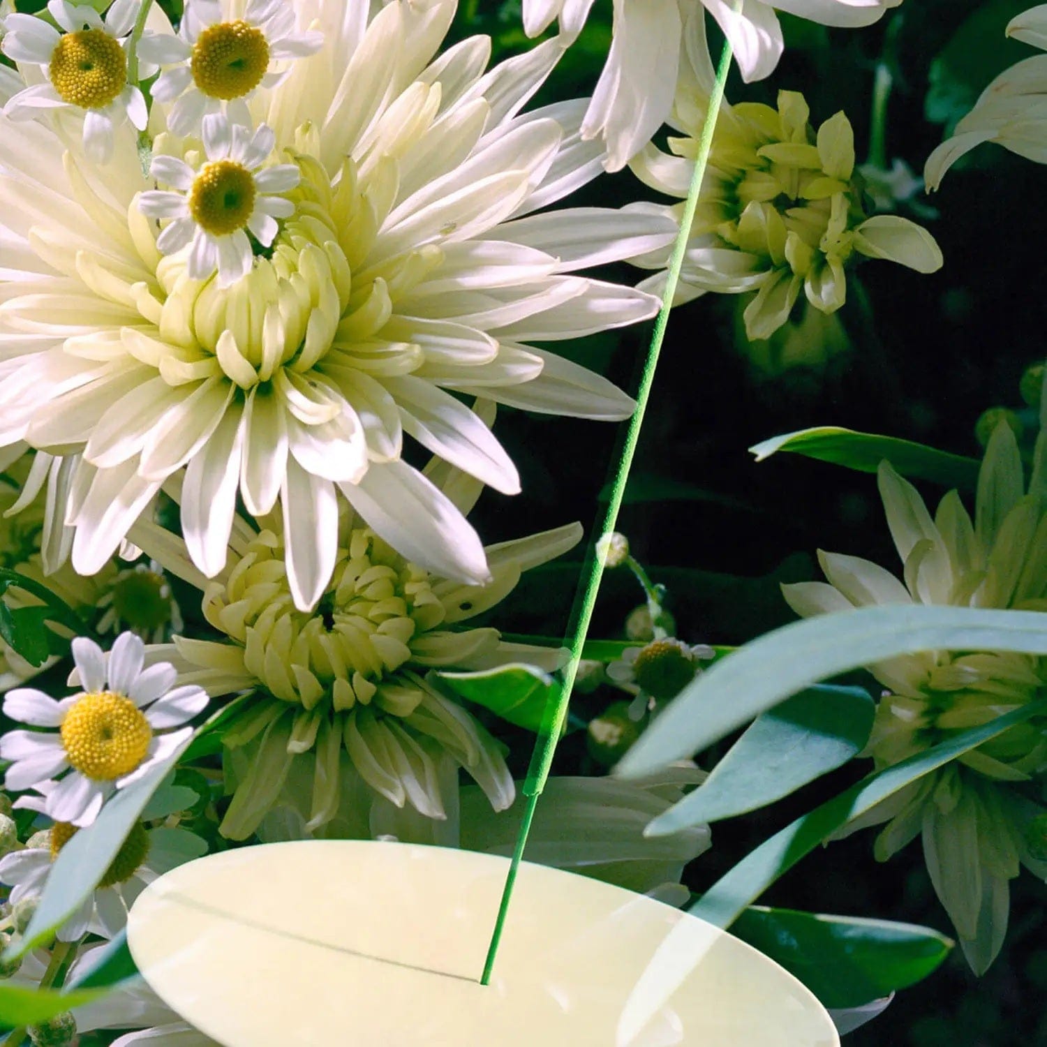 Vyrao Home & Kitchen Vyrao Verdant Incense 210g