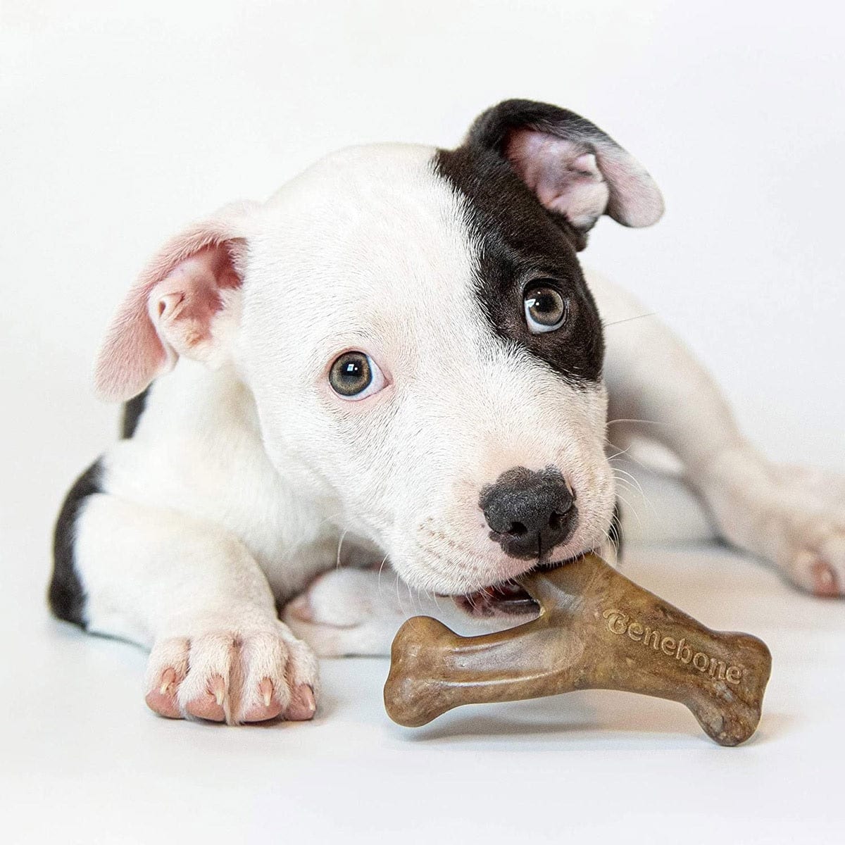 Benebone Pet Supplies Benebone Puppy 2-Pack Dental Chew/Wishbone Bacon - Tiny