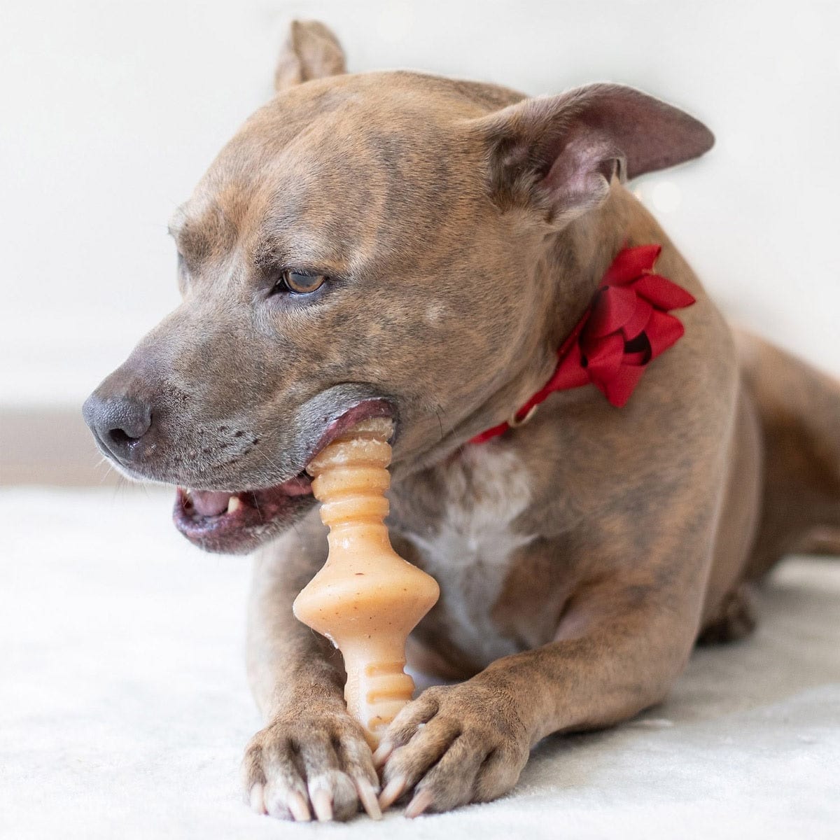 Benebone Pet Supplies Benebone Zaggler Chicken - Small 