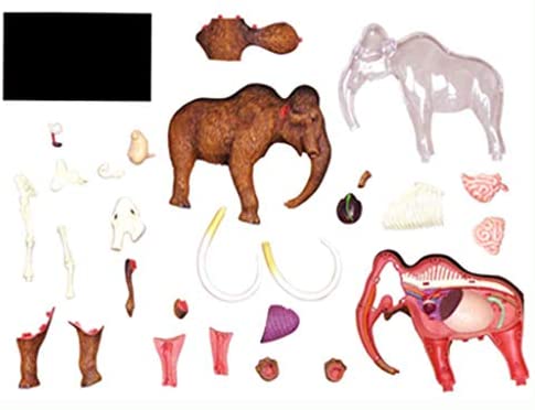 champei Toys Champei 4D Elephant Anatomy