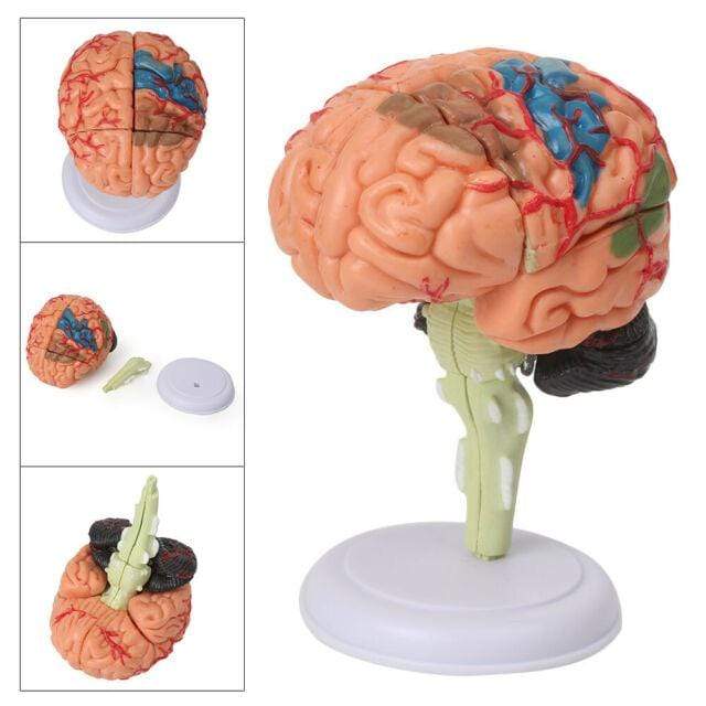 champei Toys Champei 4D Human Anatomy-Human Brain