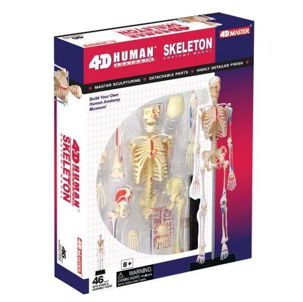 champei Toys Champei 4D Human Anatomy-Human Skeleton