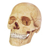 champei Toys Champei 4D Human Anatomy Skull Model