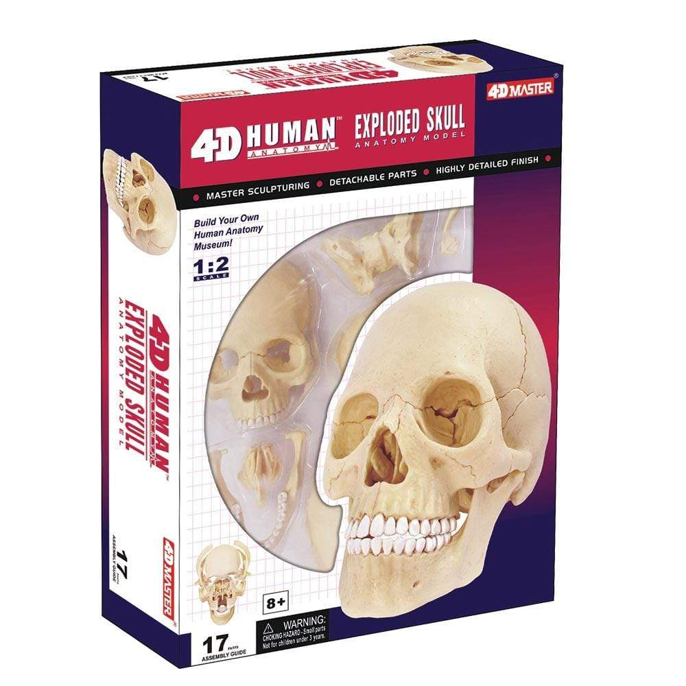 champei Toys Champei 4D Human Anatomy Skull Model