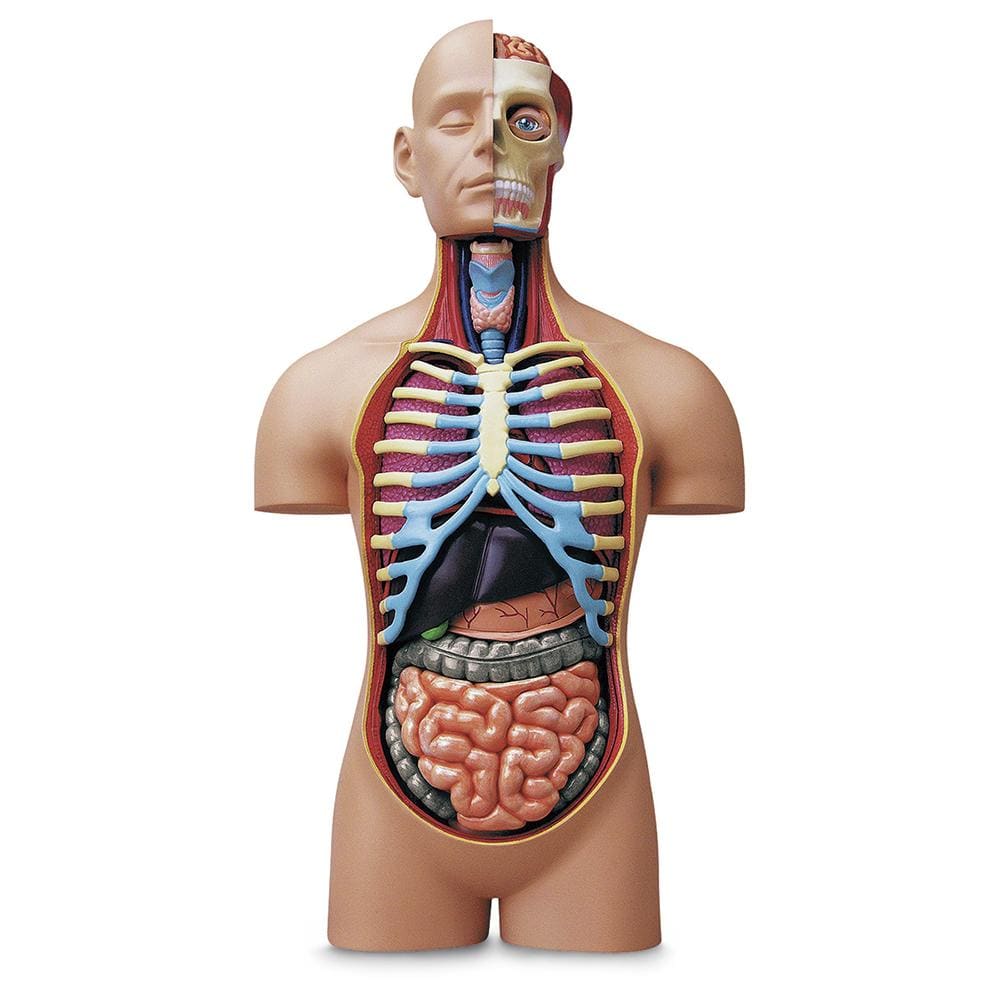 Chapmei 4D Human Anatomy - Small Torso – Flitit - Online Store