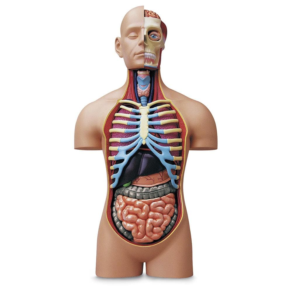 champei Toys Champei 4D Human Anatomy-Small Torso