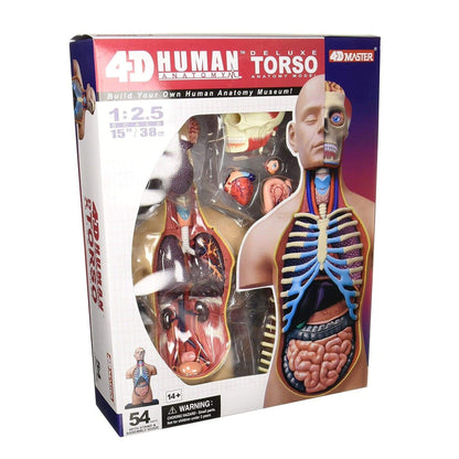 champei Toys Champei 4D Human Anatomy-Small Torso