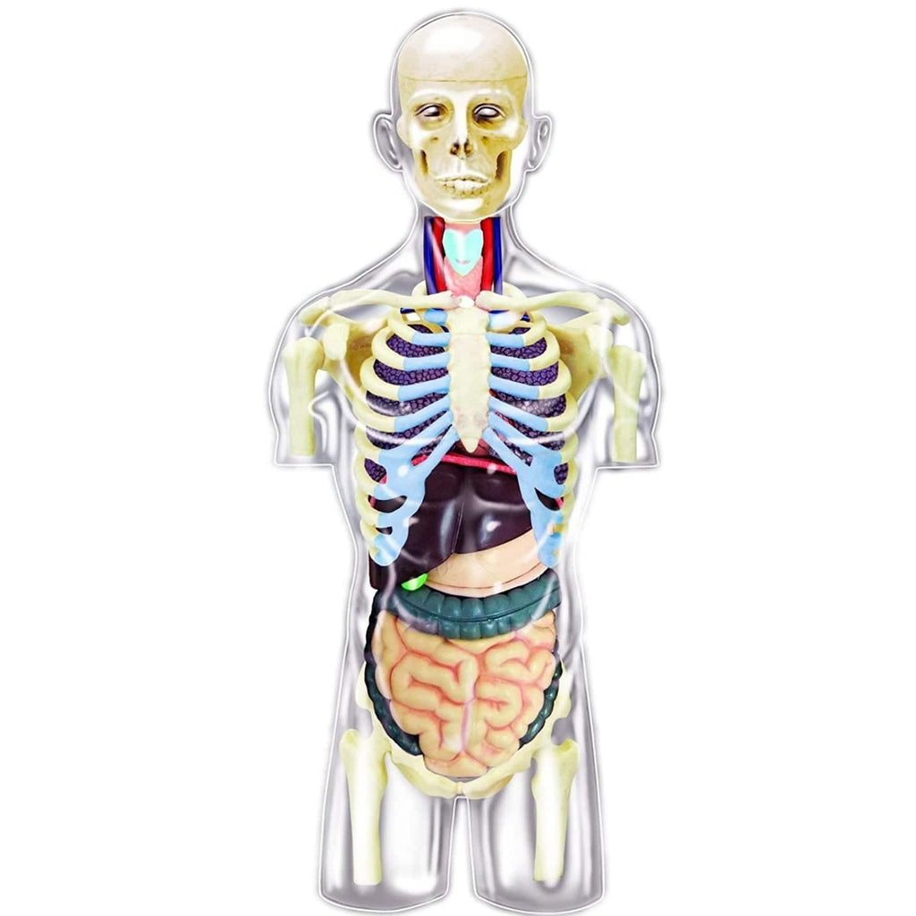ChapMei Toys 4D Human Anatomy - Transparent Torso